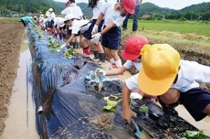 さつまいもの苗植え 丹波篠山市立 多紀小学校